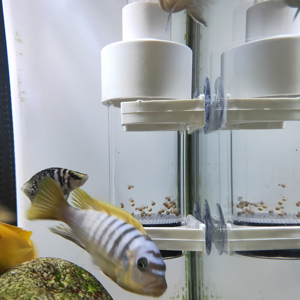 Aquarium Fish Cichlid - Jaja do wylęgu dla cyklików akwariowych