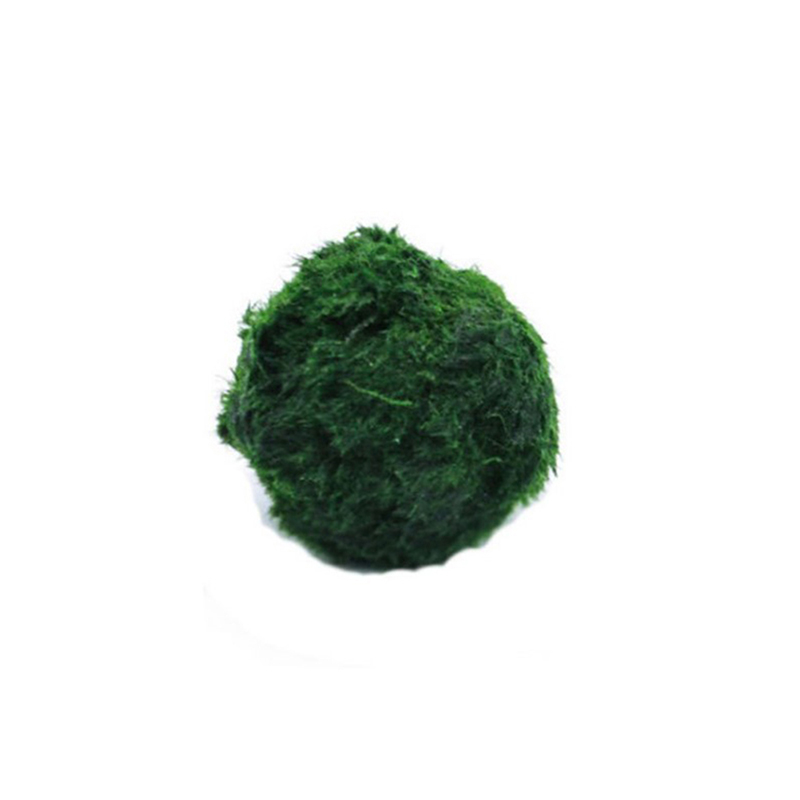 Aquarium Fish Green - Kulki Marimo, żywąca roślinność akwariowa, glony,