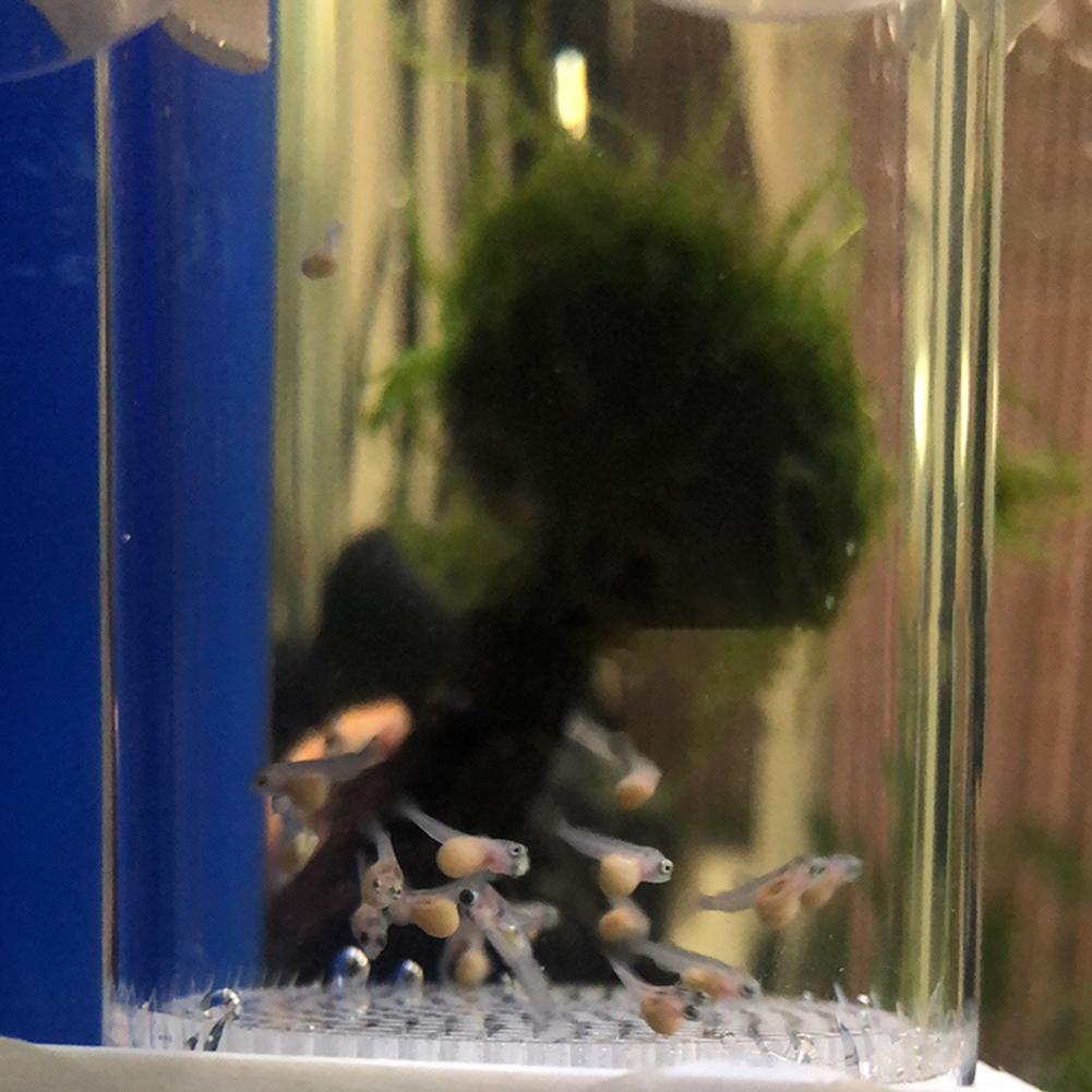 Inkubator do jaj rybnych 40mm, – Aquarium Fish Cichlid recenzja i cena