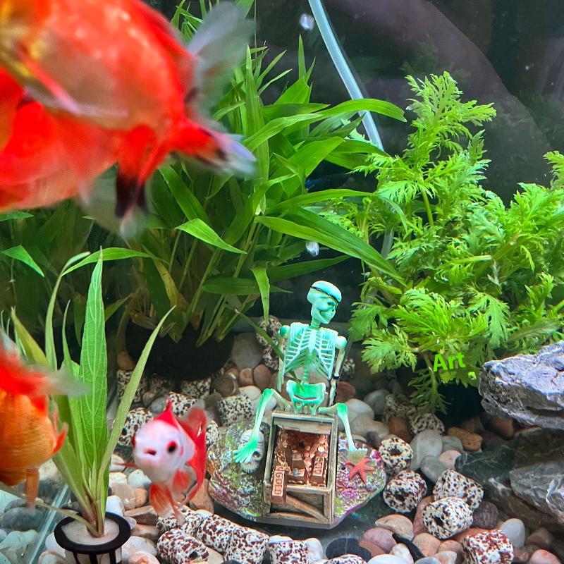 Aerobna dekoracja do akwarium, – Aquarium Fish Cichlid recenzja i cena