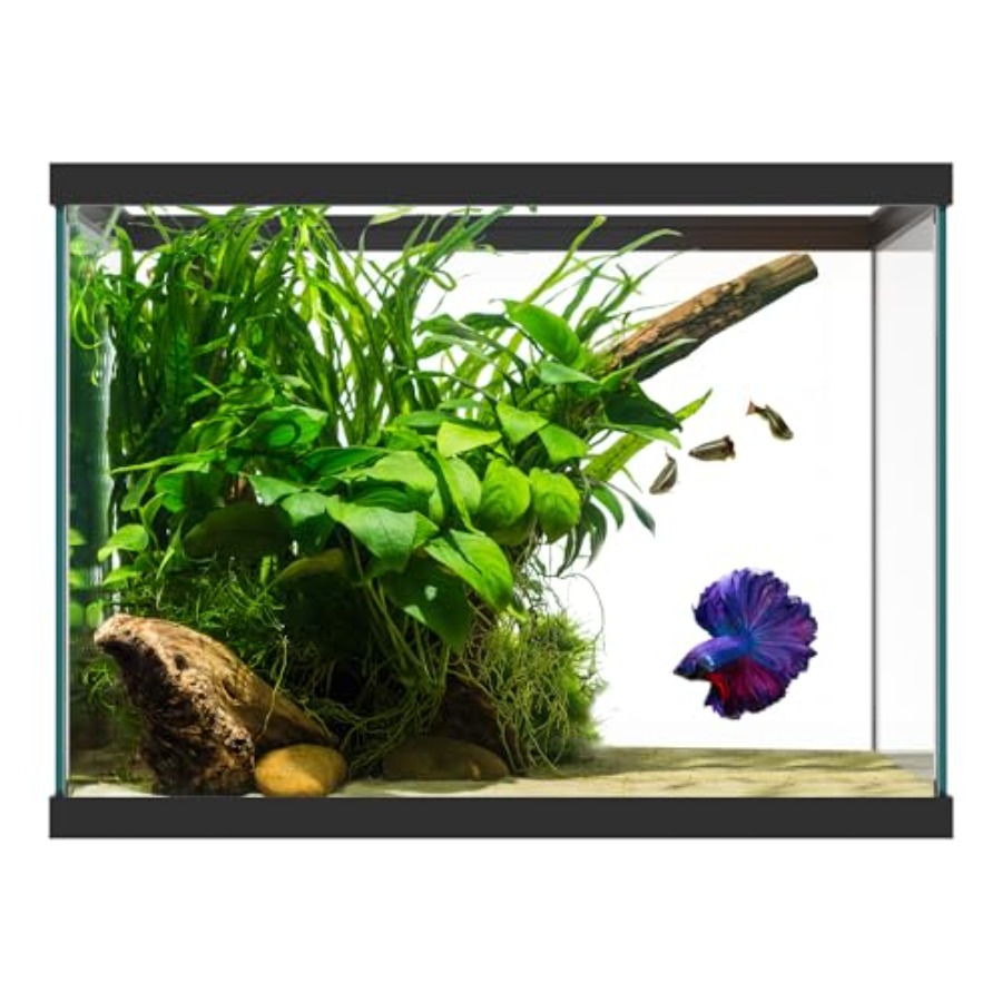 Szklane akwarium o pojemności  – Aquarium Fish Betta recenzja i cena