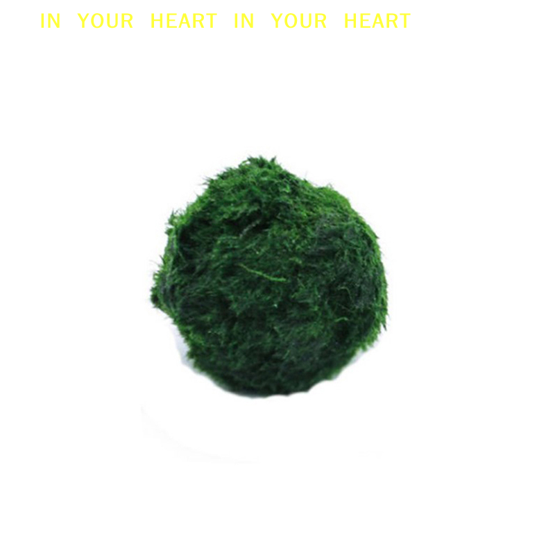 【X】3-4cm Kulki z mchu Marimo,  – Aquarium Fish Green recenzja i cena