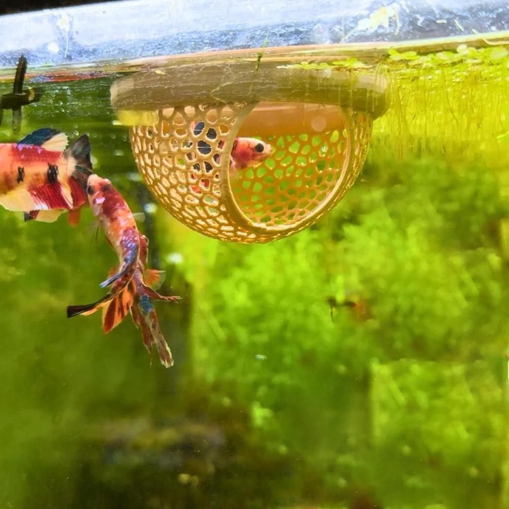 Akwarium Pływająca Jaskinia Kr – Aquarium Fish Betta recenzja i cena