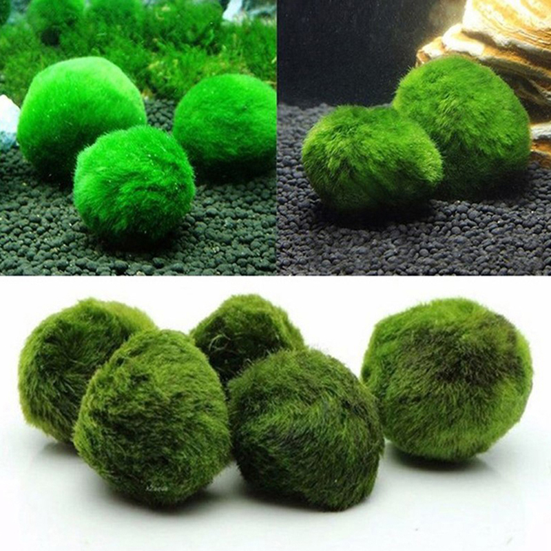 Kulki Marimo, żywąca roślinnoś – Aquarium Fish Green recenzja i cena