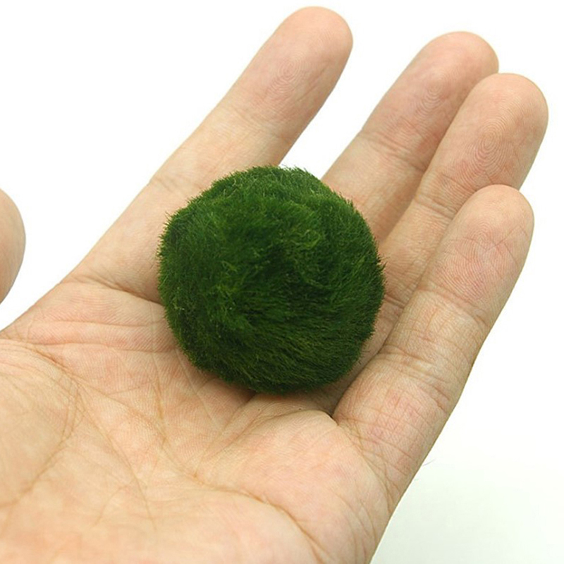 Kulki Marimo, żywąca roślinnoś – Aquarium Fish Green recenzja i cena