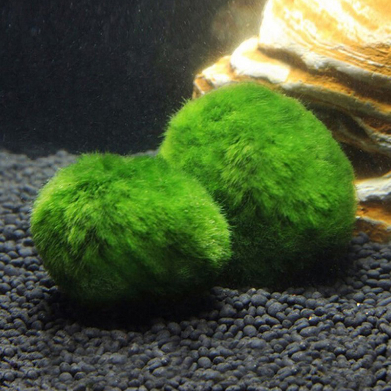 Kulki Marimo, żywąca roślinnoś – Aquarium Fish Green recenzja i cena