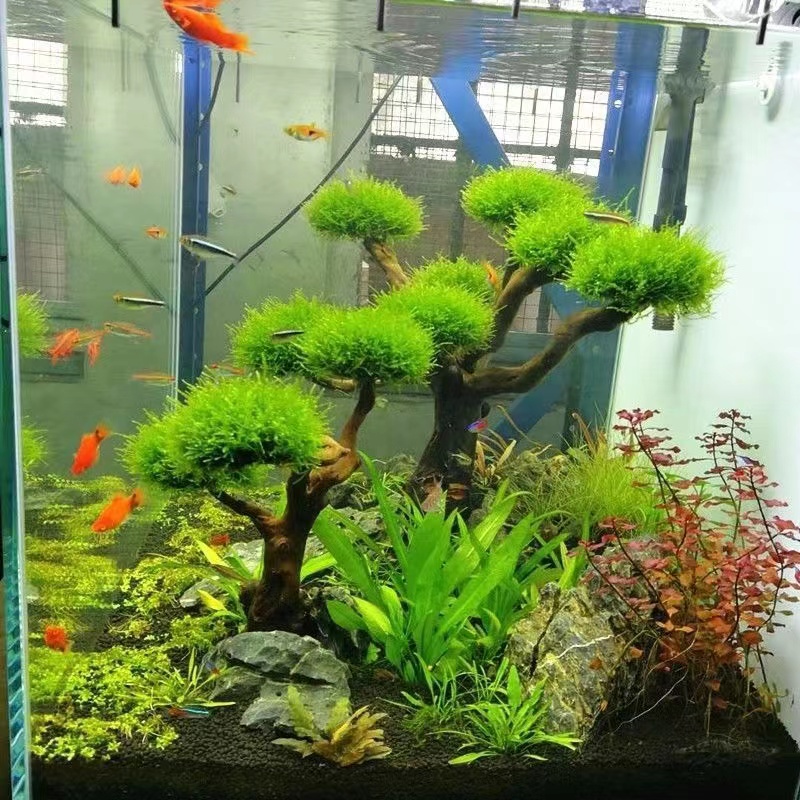 Akwarium ekologizacja rama dre – Aquarium Fish Green recenzja i cena
