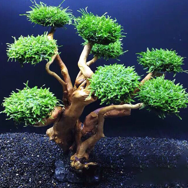 Akwarium ekologizacja rama dre – Aquarium Fish Green recenzja i cena