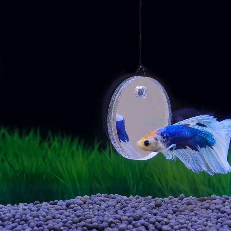 Akwarium Betta Lustrzany Akwar – Aquarium Fish Cichlid recenzja i cena